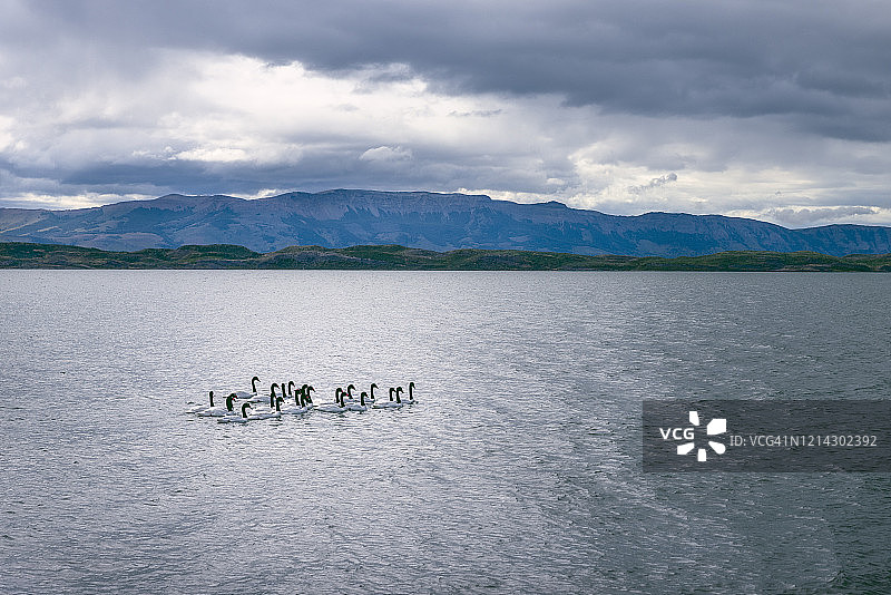 巴塔哥尼亚天鹅图片素材