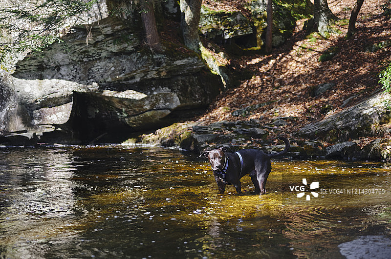 小溪中的小狗图片素材