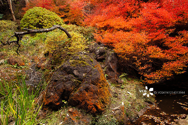 日本红叶图片素材