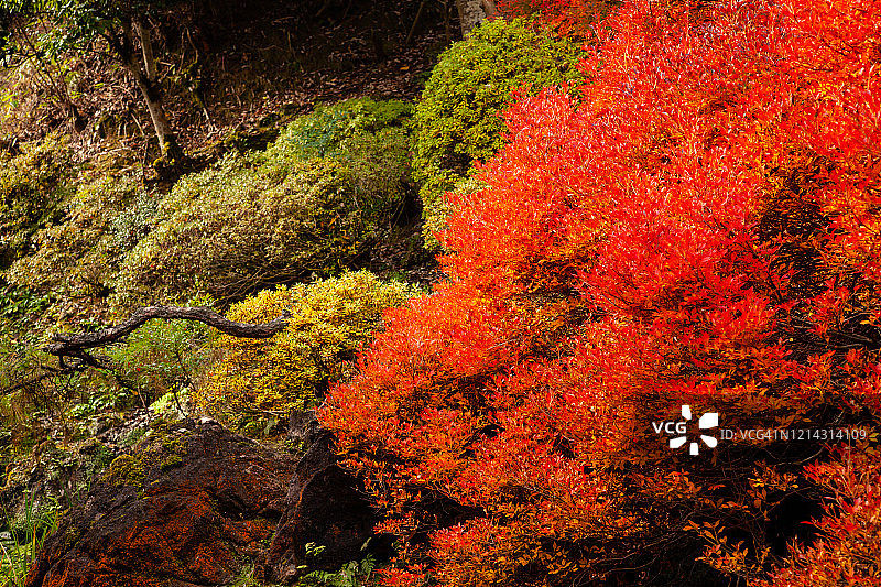 日本红叶图片素材