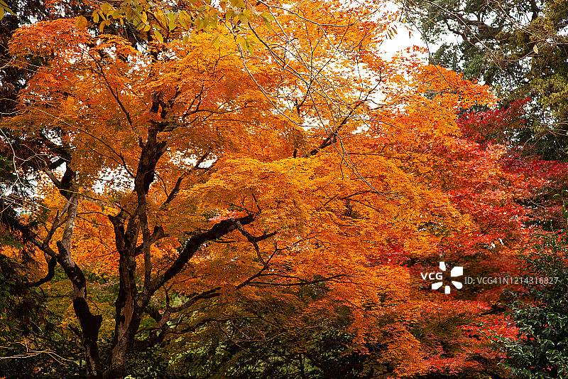 日本红叶图片素材