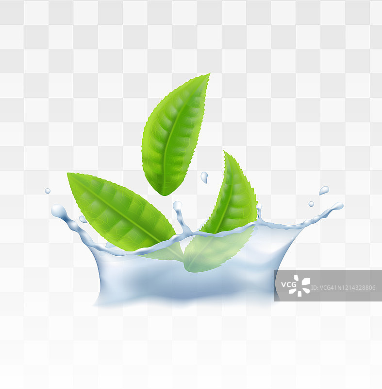 逼真的薄荷草本绿茶矢量图图片素材