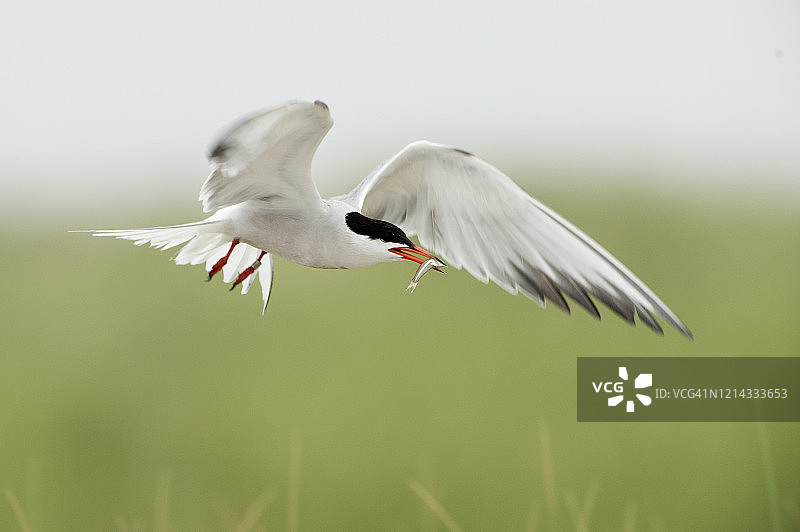 普通燕鸥飞行图片素材