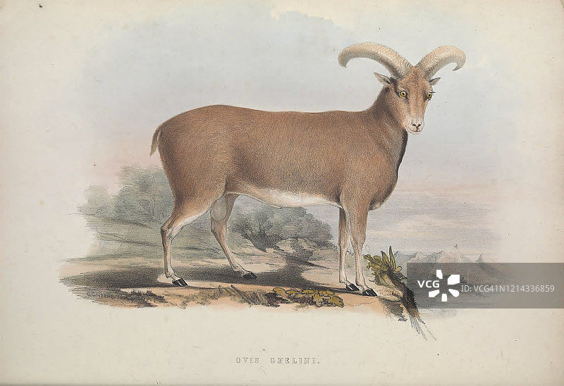 东方盘羊图片素材