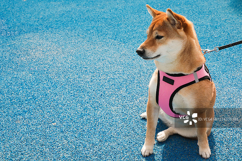 蓝色背景上的柴犬图片素材