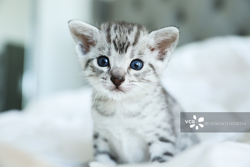 美丽的埃及猫幼崽图片素材