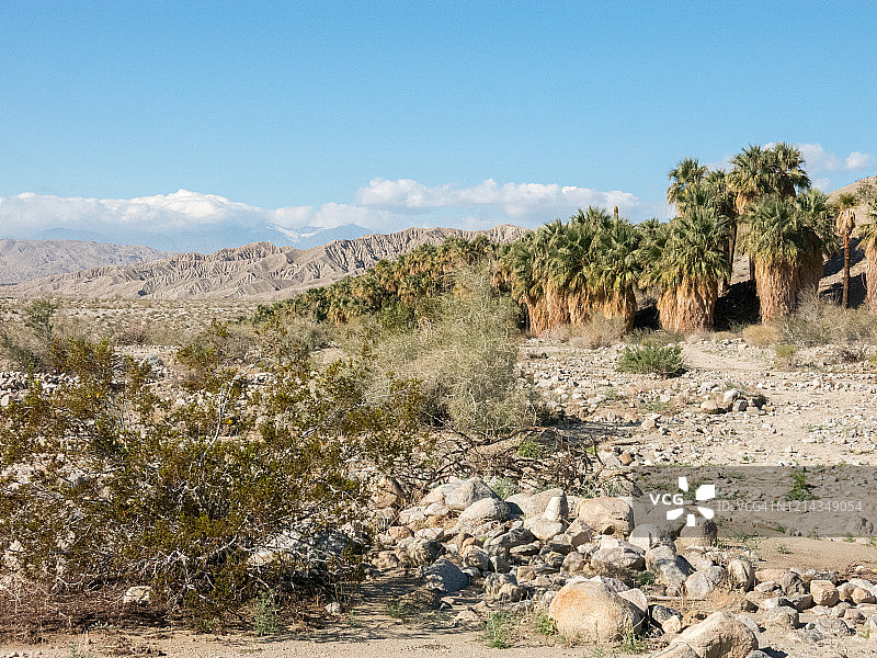 科切拉山谷保护区的绿洲图片素材