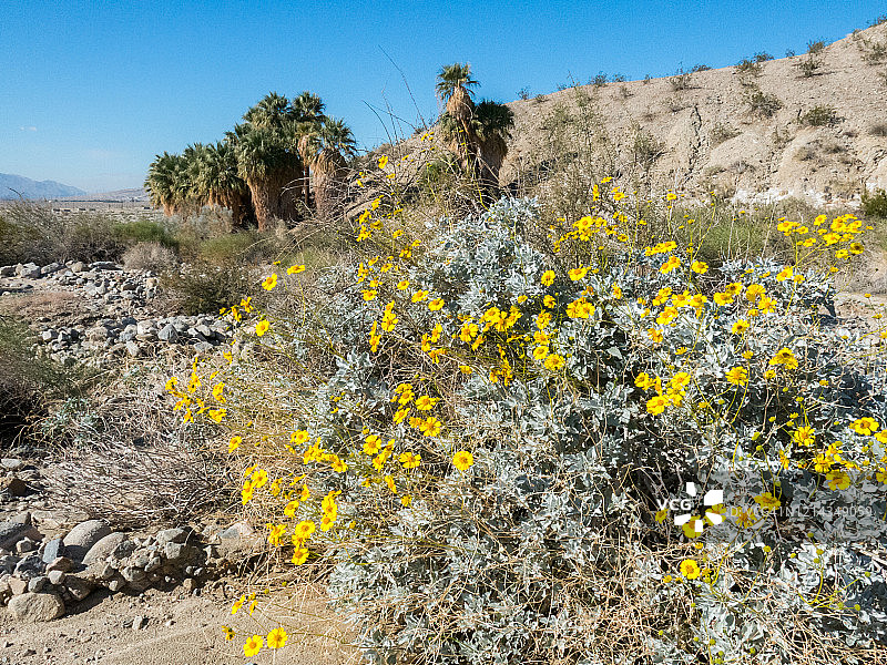 盛开的黄色脆灌木和扇形棕榈树图片素材