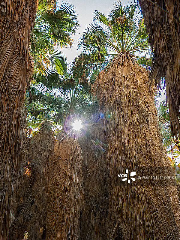 阳光穿过棕榈树图片素材