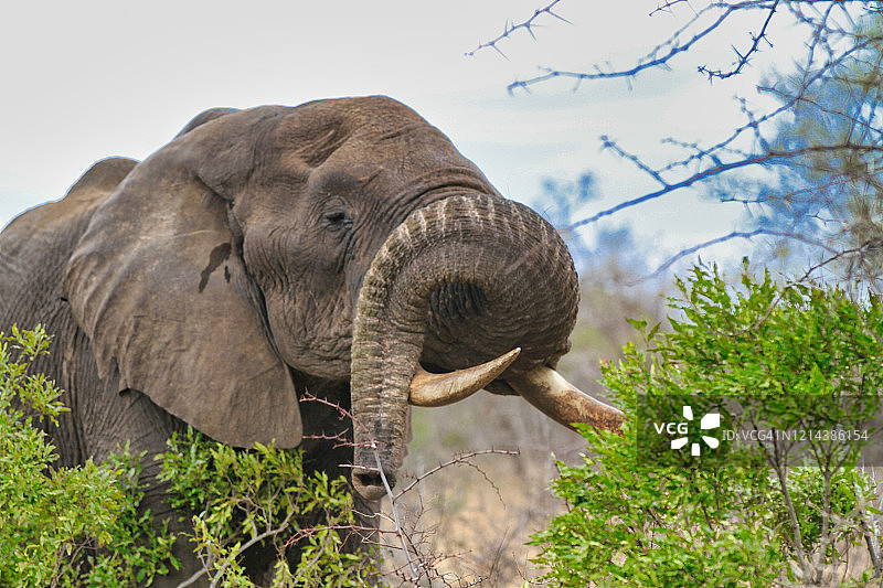南非的大象图片素材