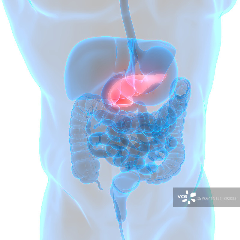 人体内脏器官胰腺解剖图片素材