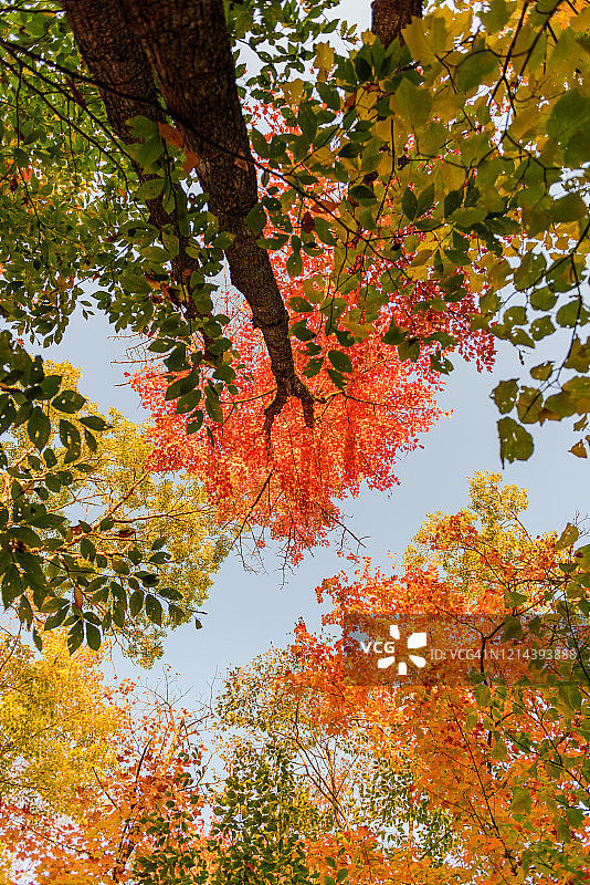 秋色中的枫树和白杨图片素材