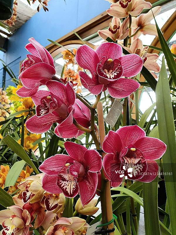 盛开的兰花图片素材