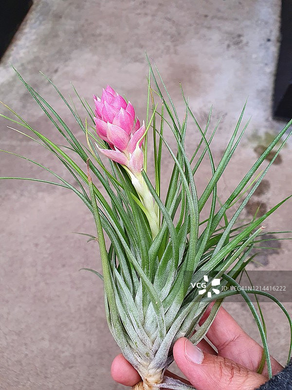 带花苞的棉花糖绿叶空气凤梨图片素材