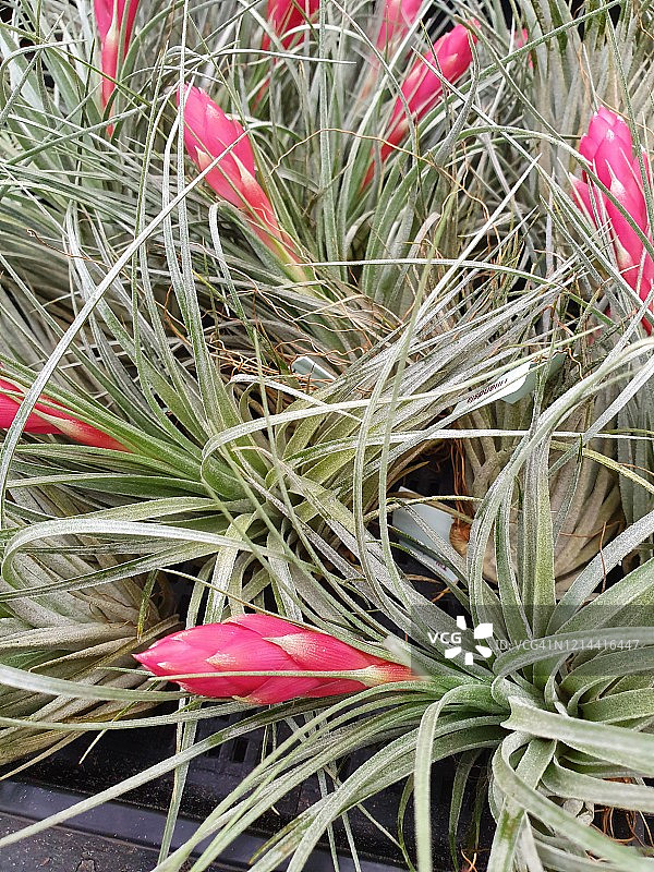 带花苞的休斯顿空气凤梨，硬叶空气凤梨x反曲叶空气凤梨休斯顿图片素材