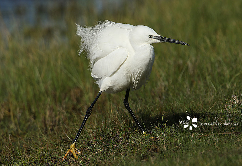 在刮风的天气里，一只漂亮的小白鹭走过草地图片素材