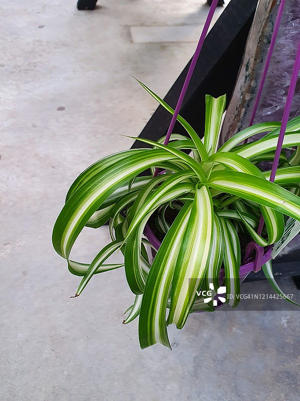 卷曲吊兰图片素材