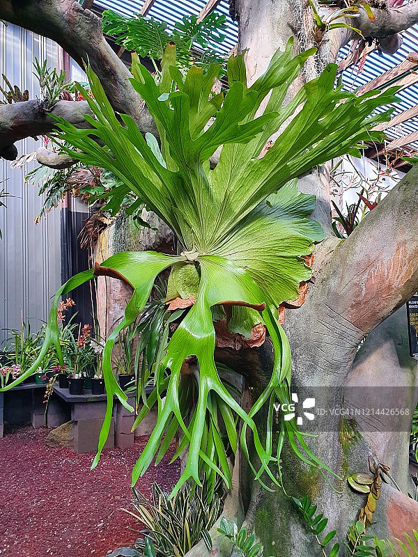 墨尔本维多利亚美丽的鹿角蕨图片素材