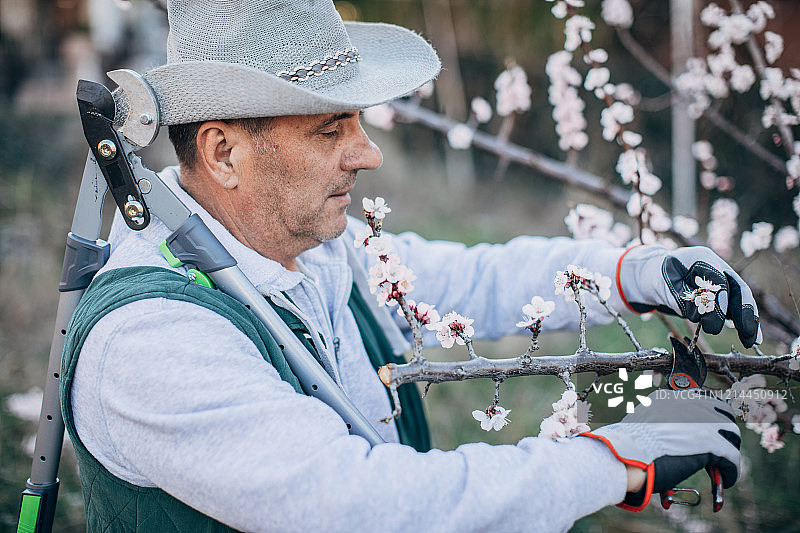 春天里修剪果树的男人图片素材