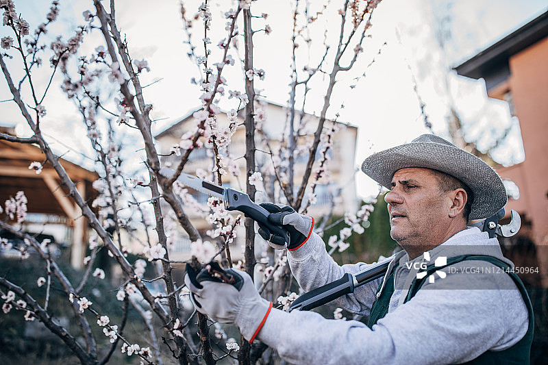 春天里修剪果树的男人图片素材