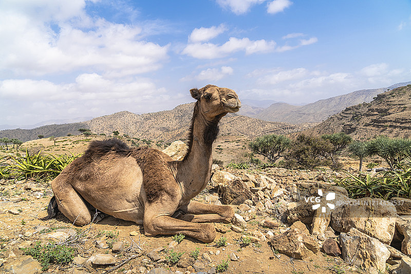 达纳基勒洼地的盐商骆驼，埃塞俄比亚阿法尔图片素材