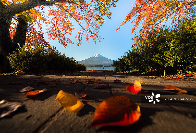 秋季河口湖的富士山图片素材