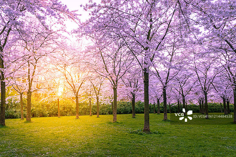 阳光穿过樱花树图片素材