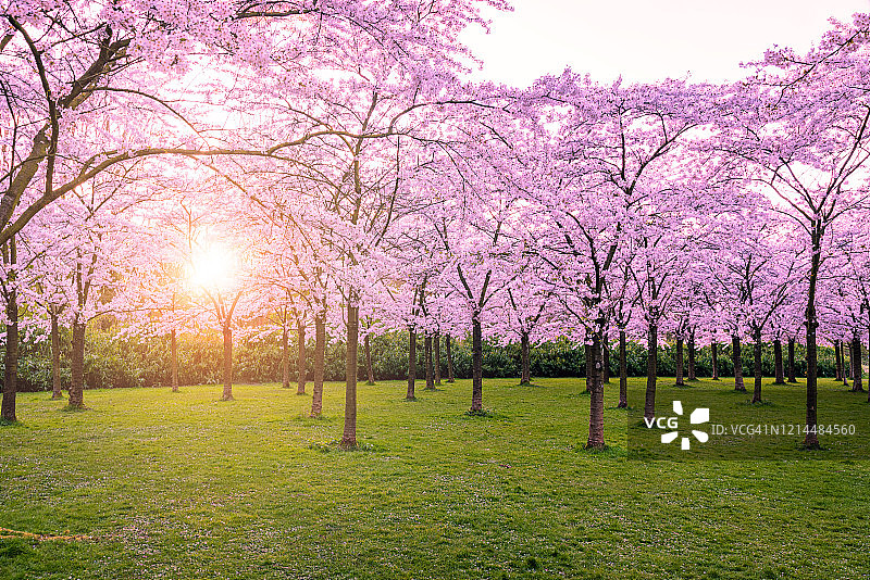 穿过樱花的阳光图片素材