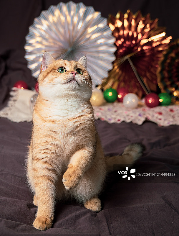 猫咪背景特写图片素材