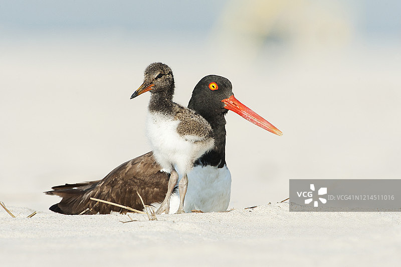 美洲蛎鹬与雏鸟图片素材