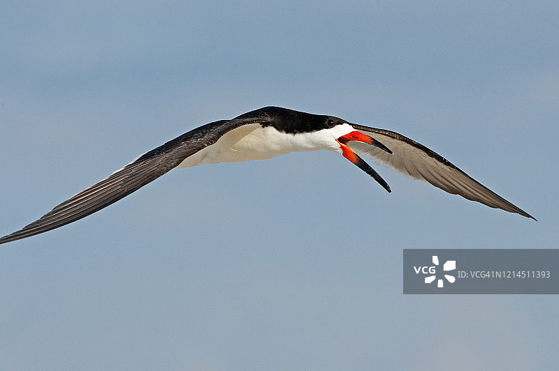 飞行中的黑色剪嘴鸥特写图片素材