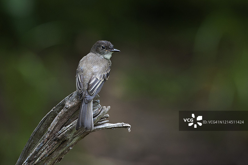 东方企鹅栖息在断木上图片素材