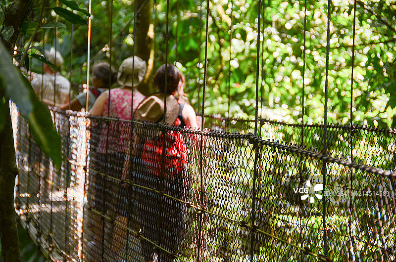 从悬索桥上欣赏植被图片素材