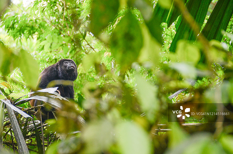 黑色吼猴图片素材