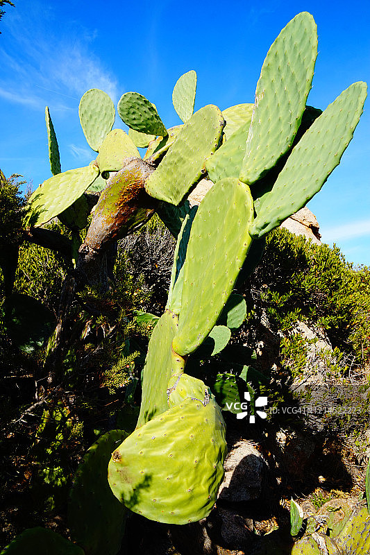 阳光下的仙人掌：意大利利尼巴尼海滩图片素材