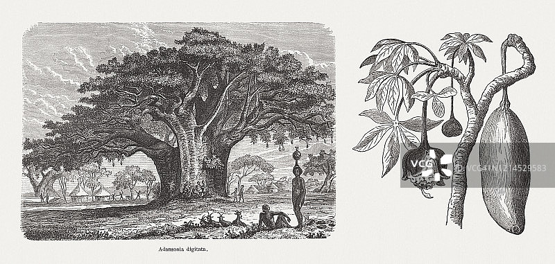 非洲猴面包树木刻版画，发布于1893年图片素材