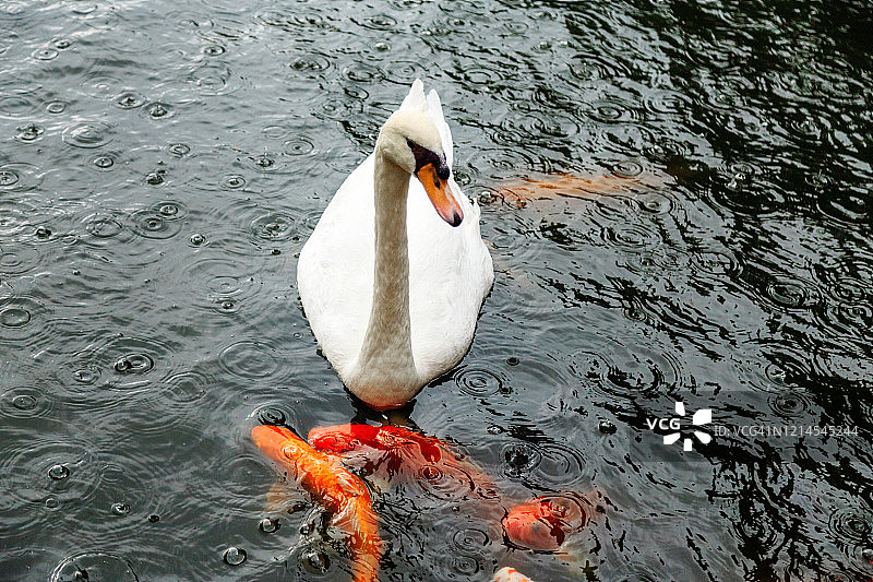 池塘里的白天鹅图片素材
