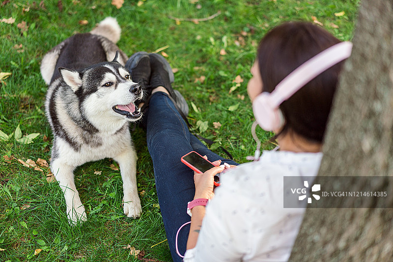 草地上快乐嚎叫的幼年西伯利亚哈士奇图片素材