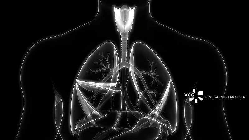人体呼吸系统及肺解剖学图片素材