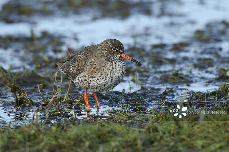 红脚鹬在浅水池中觅食图片素材