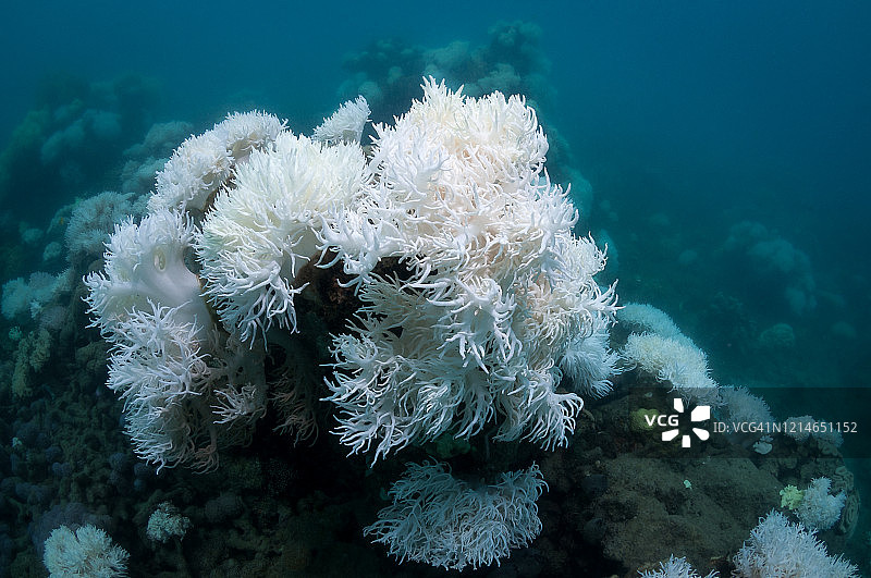 澳大利亚大堡礁的珊瑚白化现象图片素材