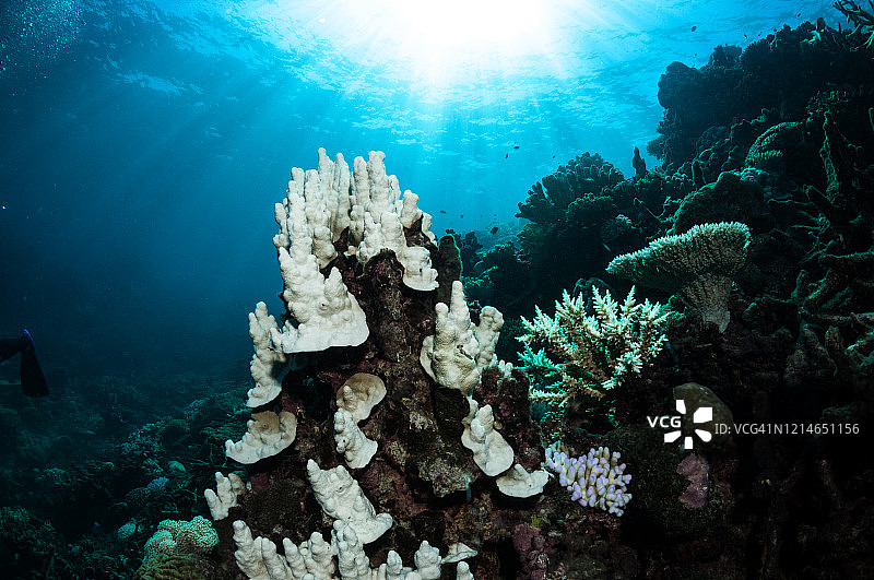澳大利亚大堡礁的珊瑚白化现象图片素材