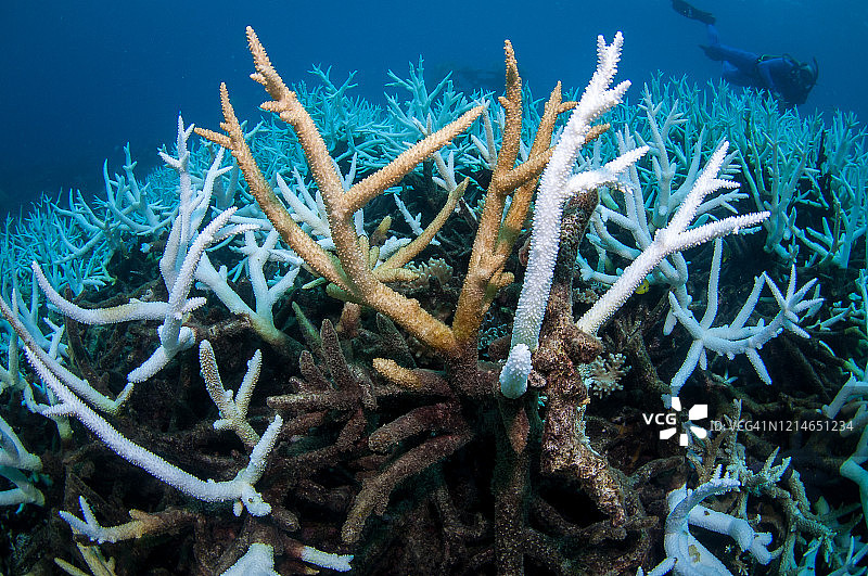 澳大利亚大堡礁的珊瑚白化现象图片素材