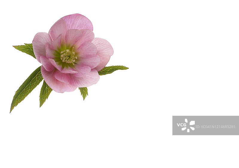 白色背景下的粉色铁筷子花与叶子，留白图片素材