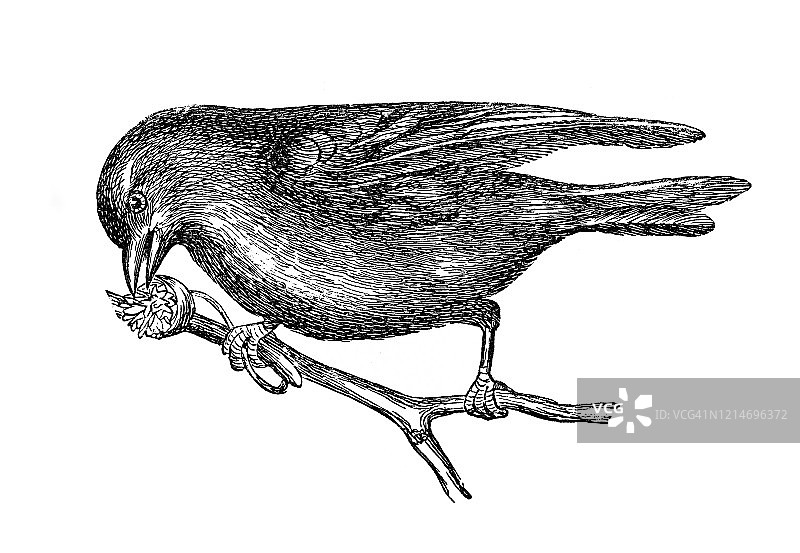 金翅雀鸟类学古董雕刻插图图片素材