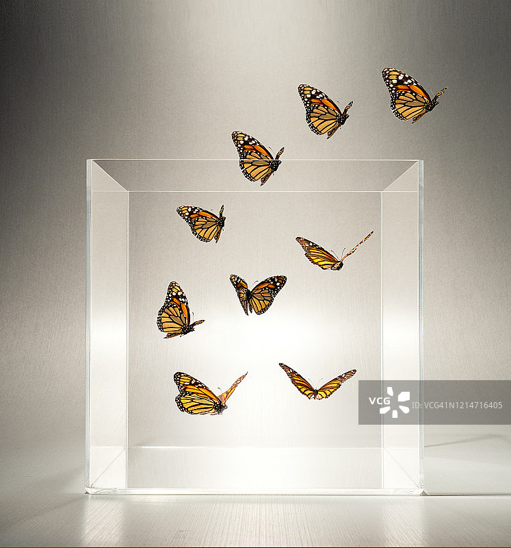 蝴蝶从透明盒子里飞出图片素材
