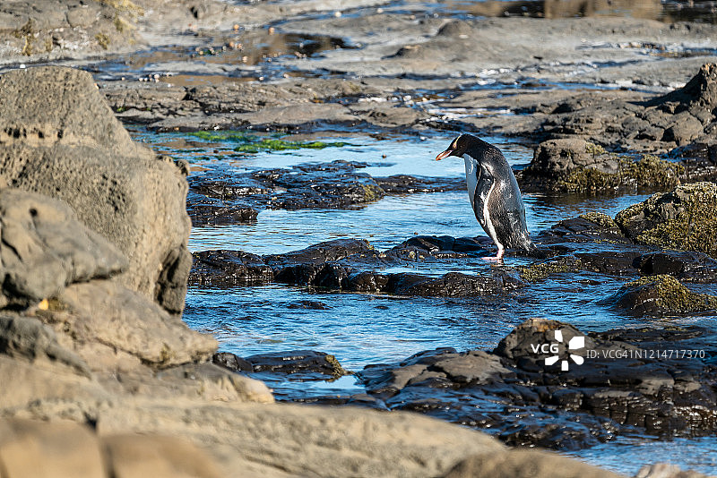 新西兰库里奥湾：罕见的黄眼企鹅在傍晚时分归巢图片素材