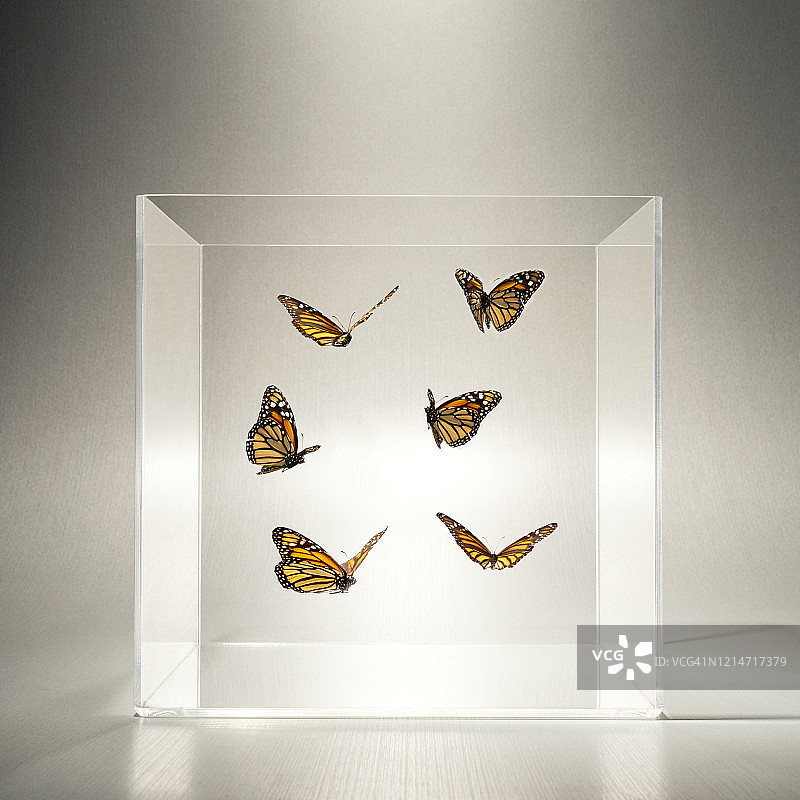透明盒子里的蝴蝶图片素材