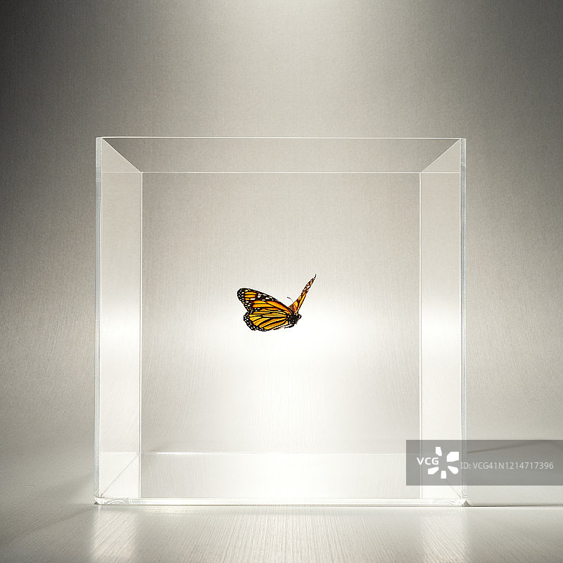 透明盒子里的蝴蝶图片素材
