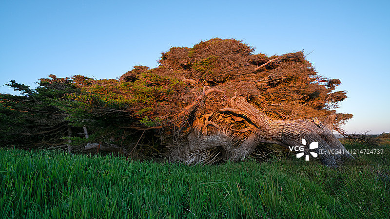 新西兰怀帕帕角风吹过的树木图片素材
